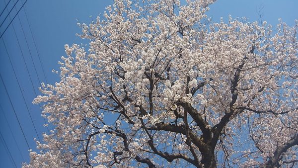 東京で桜が開花しました