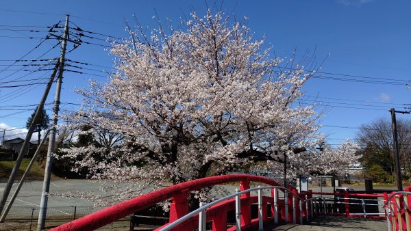 【大間々、桜情報更新！ 第1弾】