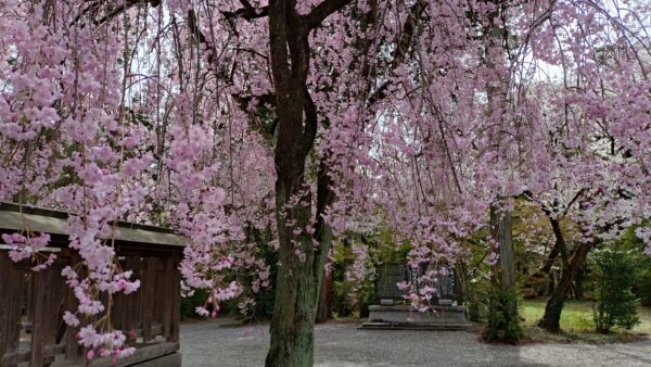 【2026年大間々桜　2】