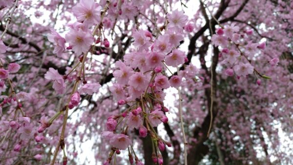 【2026年大間々桜　1】